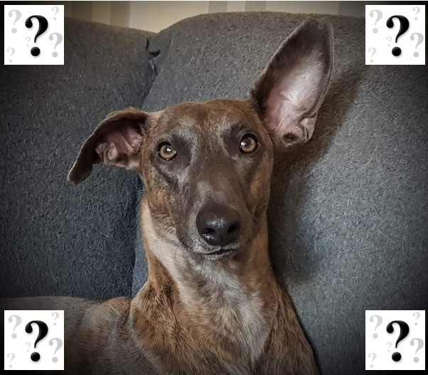 Priveconsult honden met problemen