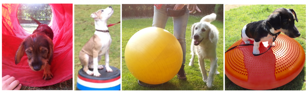 Puppycursus, de honden leren snel gewenst gedrag aan